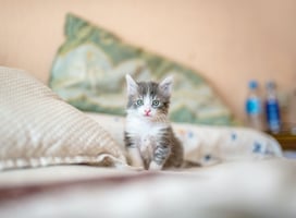 Small kitten on a bed